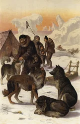 Chien esquimau